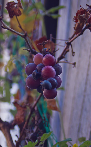 街中の葡萄