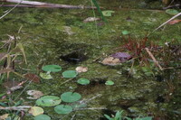 メダカも外が気になるのかな〜？