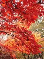 ◆紅葉スケッチ-55 神代植物公園⑮