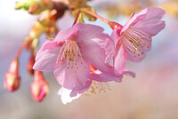 河津桜