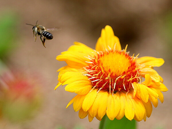 飛ぶ蜂を撮ってみました。