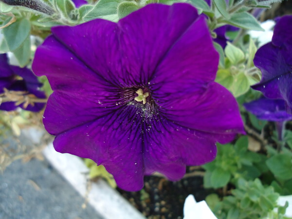プランターの中で咲く”ペチュニア”紫色