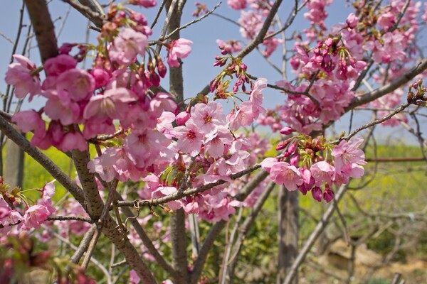 淀の農作畑の桜