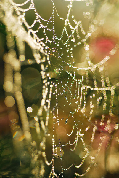 Beads on the spider web