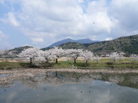 筑波山と桜・・・