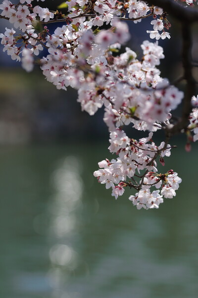 桜と水面玉ボケ