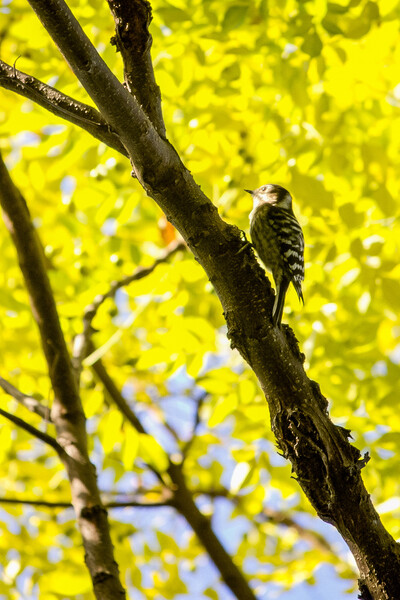 【野鳥のいる風景】秋の日のコゲラ