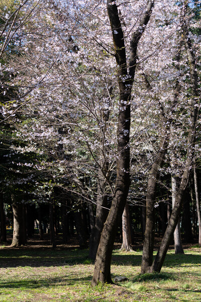 満開の山桜