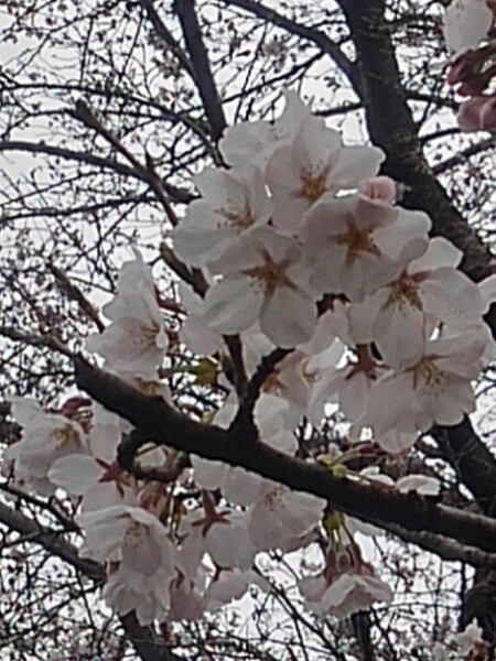 小さな公園で咲いた桜