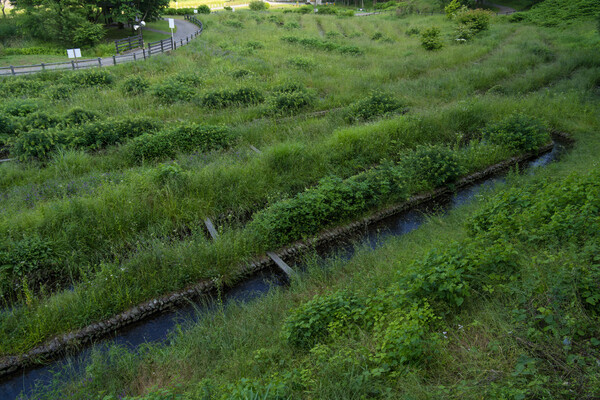 ほたるが住む水路
