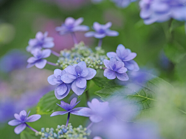 隅田の花火