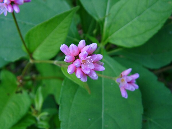 ママコノシリヌグイの綺麗な花が開花！