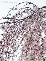 【はな】近所の枝垂れ桜
