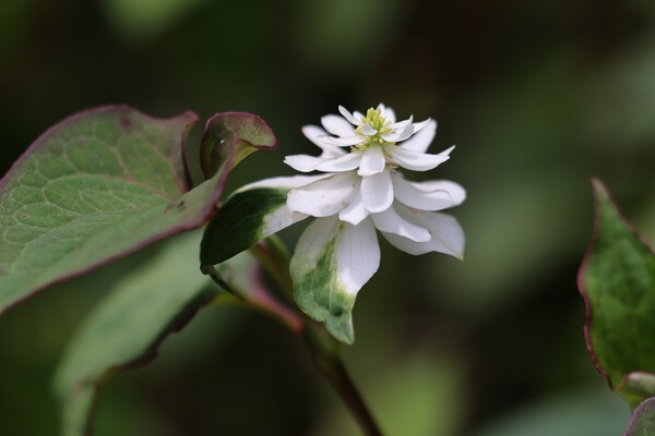八重蕺草