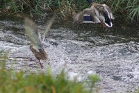 マガモ番が飛翔！