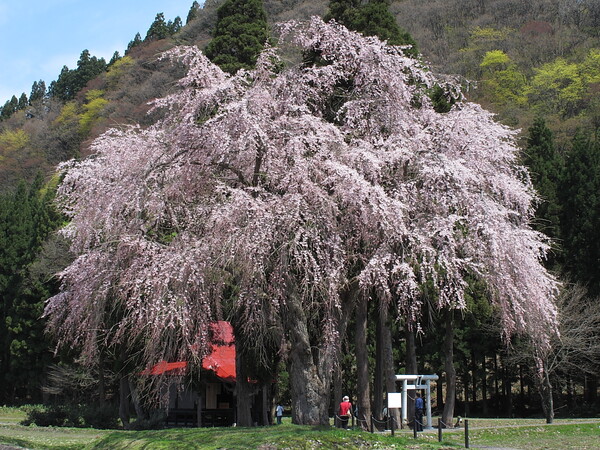 おしら様の枝垂桜