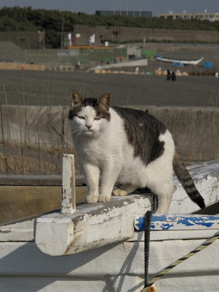 [猫]茅ヶ崎漁港のニャン