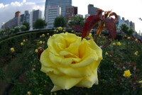 rose jaune