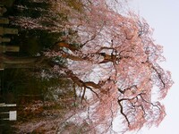【桜】