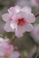 アーモンドの花