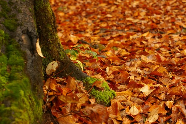 奥利根　水源の森の落ち葉