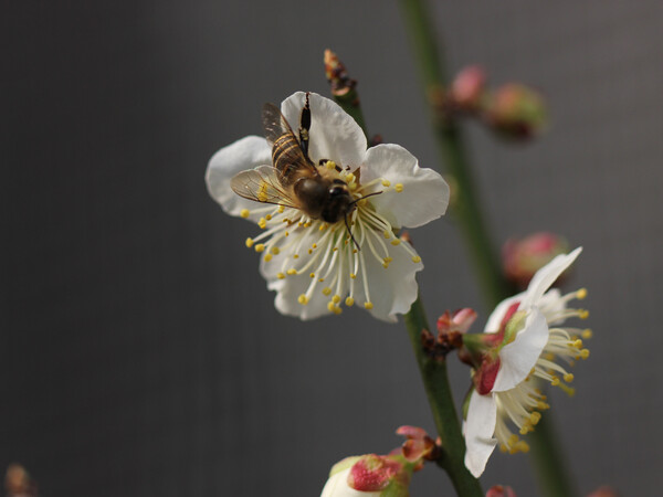 鉢白梅とミツバチ