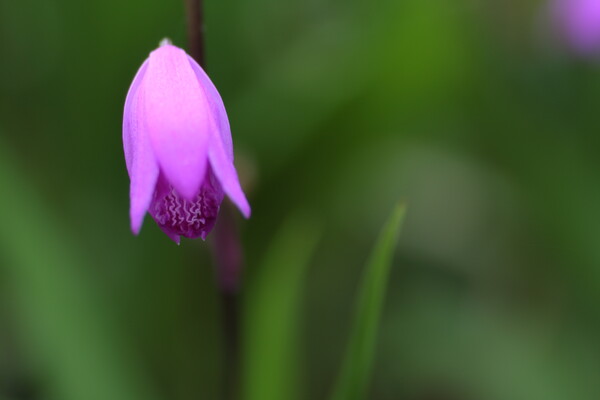 紫蘭開花