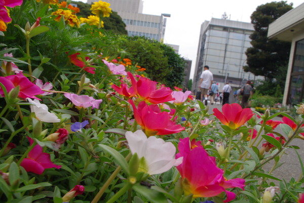 【花のある情景：夏】 ポーチュラカの咲く街