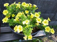黄色いペチュニア