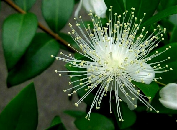 ギンバイカの花の接写
