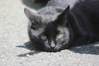 黒い野良猫