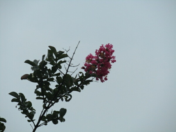 サルスベリの木に桃色の花が綺麗です