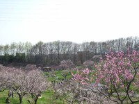 【花のある情景】春の公園2