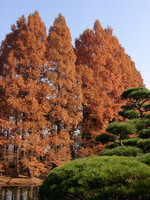 ◆紅葉スケッチ-43 神代植物公園③