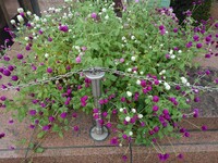 花壇の紫と白の玉のような花