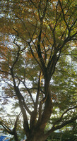 椋の脇を飾るモミジの木