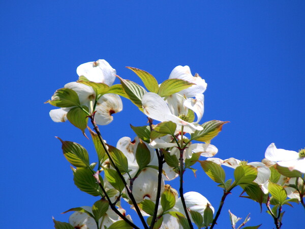 【新緑】　青空、白い花、緑の葉