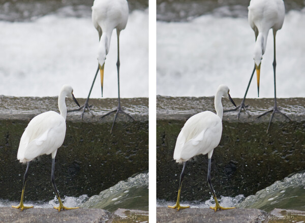 「白鷺二種」>ノイズリダクションOFFと比較