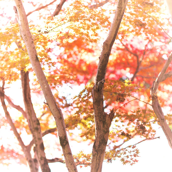 秋色のコゲラ
