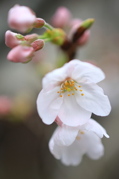 初桜