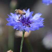 矢車草にミツバチ