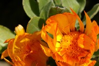 オレンジの花の撮影
