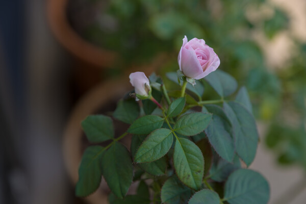 猛暑、ベランダの薔薇