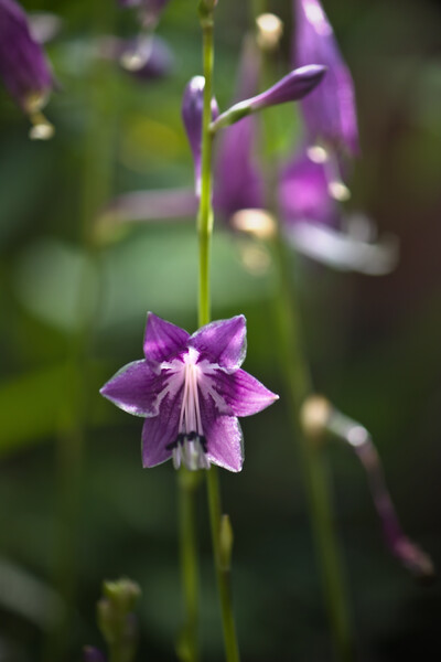 紫のギボウシ