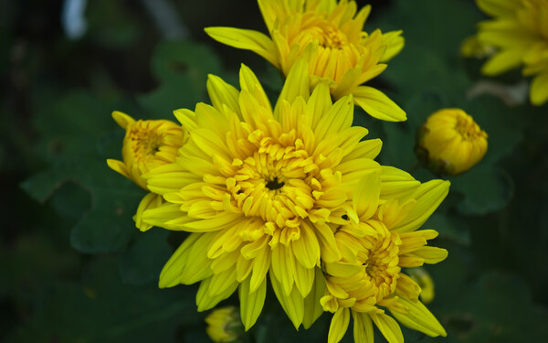 黄色菊