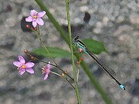 小さい花とトンボ