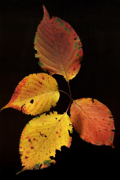 秋の葉色（SCAN)