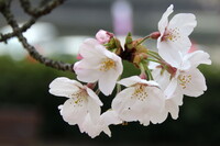 「桜の魅惑」