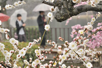 雨の日の大阪城梅林