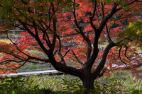 昭和記念公園の紅葉２